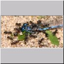 Lasius cf niger - Wegameise 05a 7mm mit Libelle.jpg